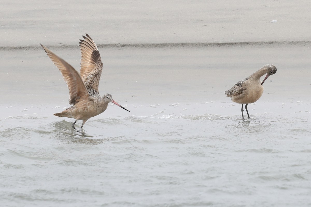 Marbled Godwit - ML630795277