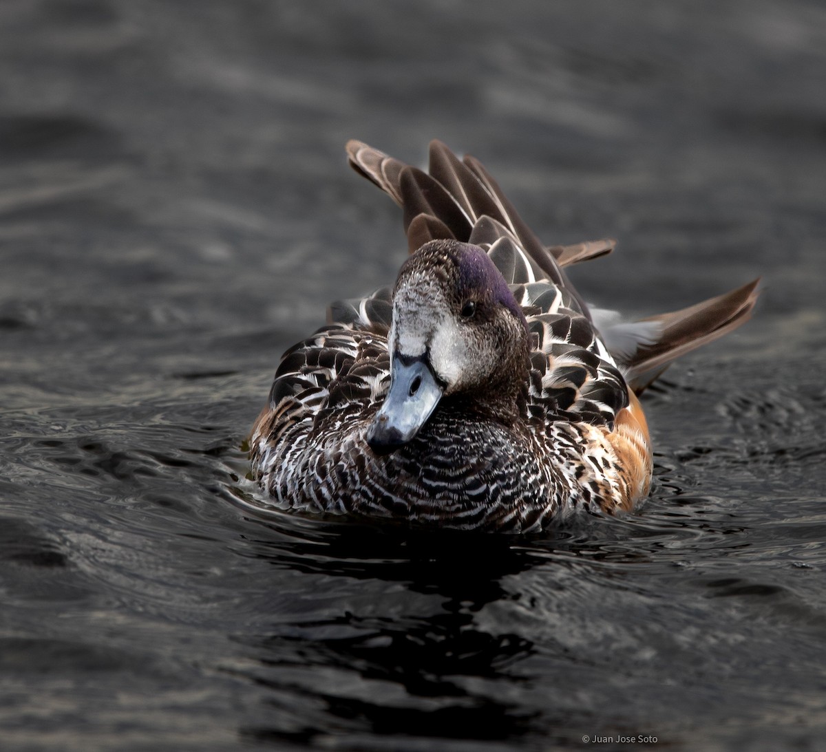 Chiloe Wigeon - ML630795420