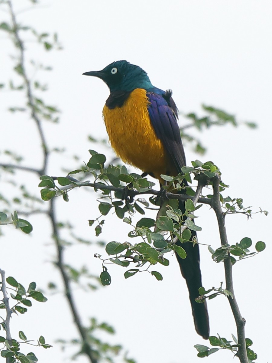 Golden-breasted Starling - ML630795660