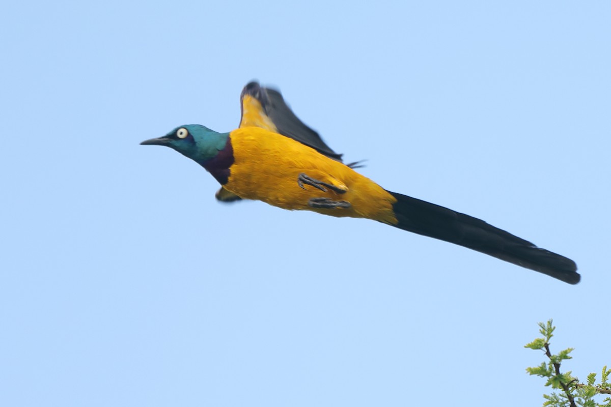Golden-breasted Starling - ML630795661