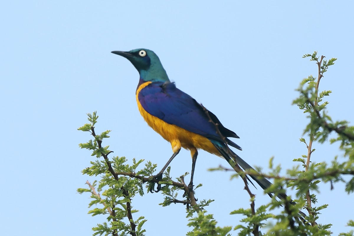 Golden-breasted Starling - ML630795662