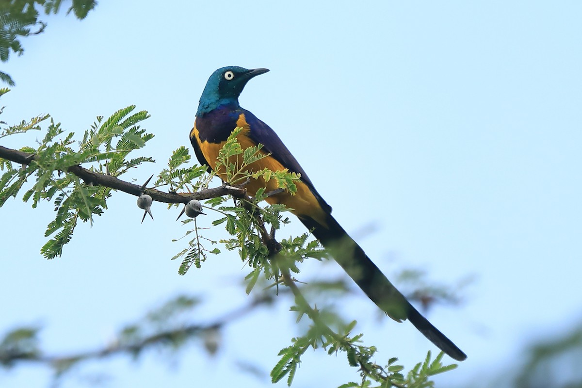 Golden-breasted Starling - ML630795663