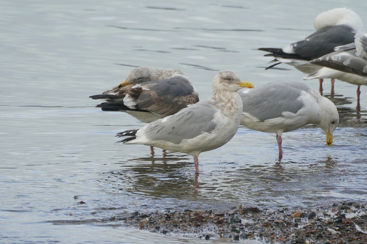 American Herring Gull - ML630795751