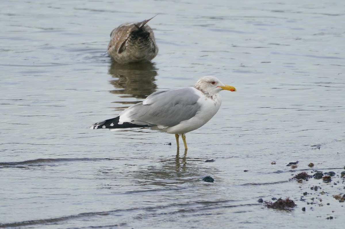 California Gull (albertaensis) - ML630795887