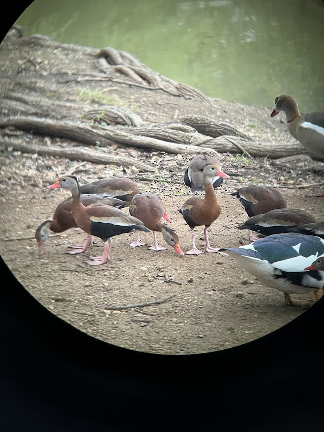 Black-bellied Whistling-Duck - ML630795954