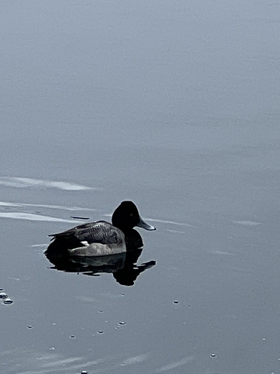 Lesser Scaup - ML630796073