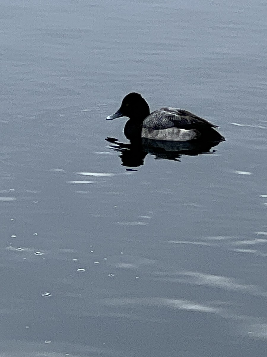 Lesser Scaup - ML630796074