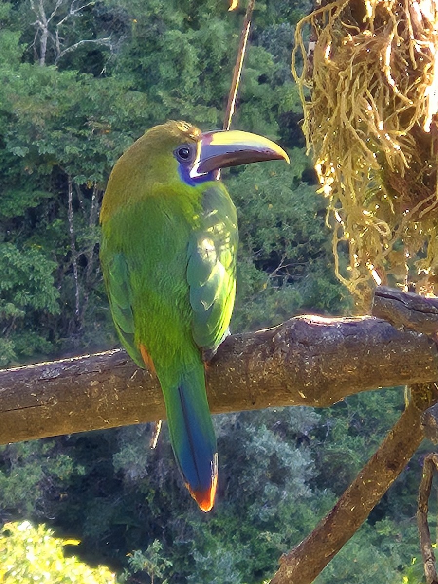 Northern Emerald-Toucanet - ML630796109