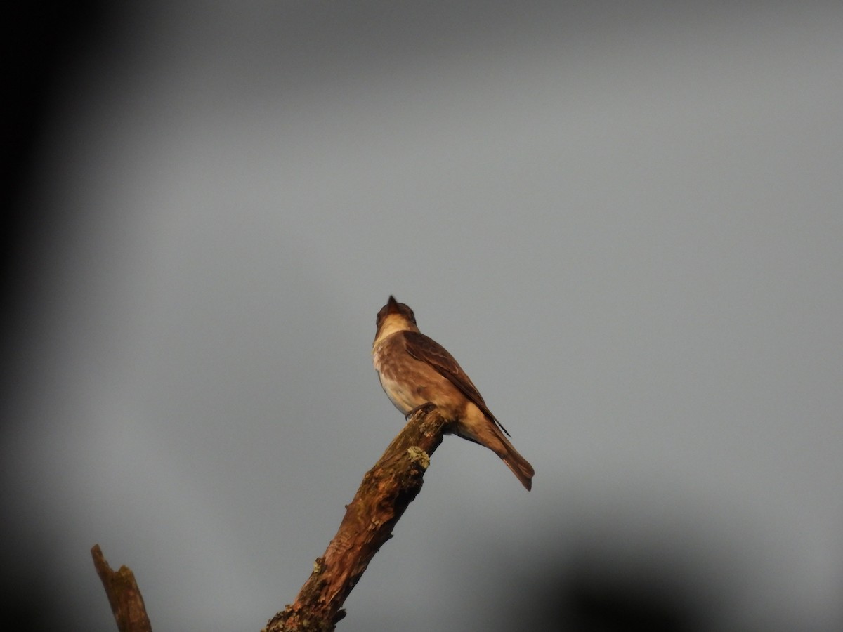 ナキヒタキモドキ - ML630796375