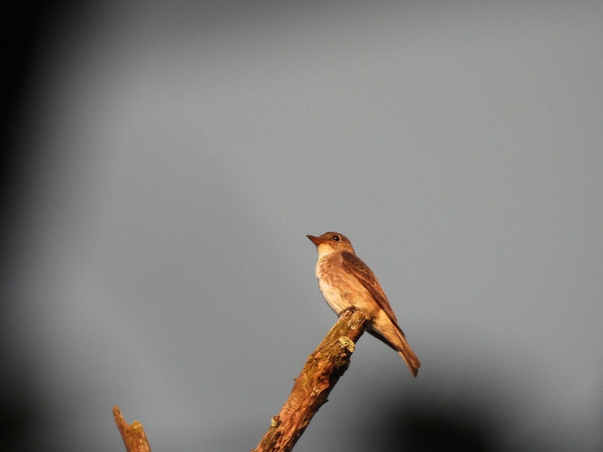 ナキヒタキモドキ - ML630796376