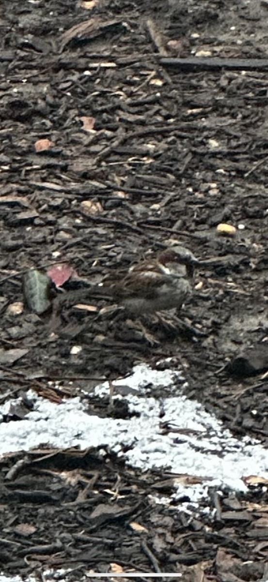 new world sparrow sp. - ML630796478