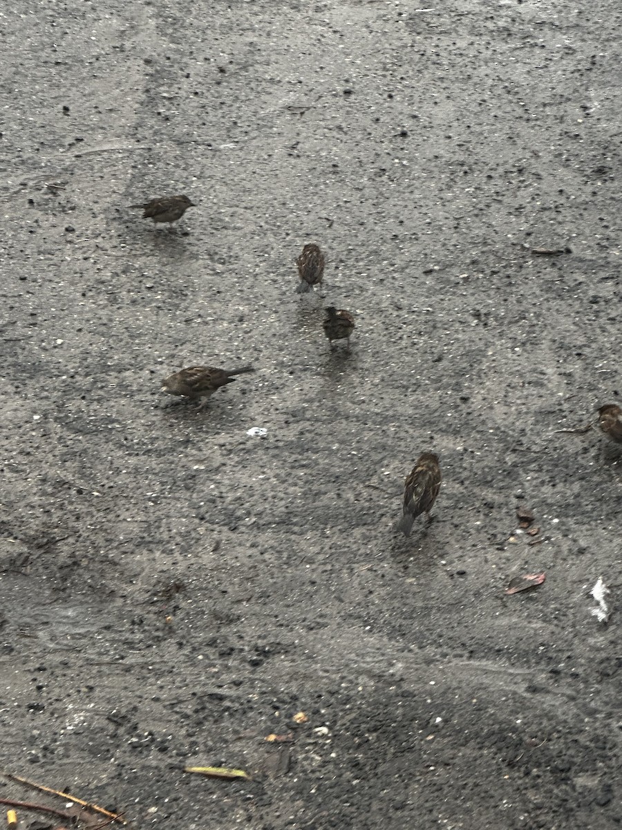new world sparrow sp. - ML630796479