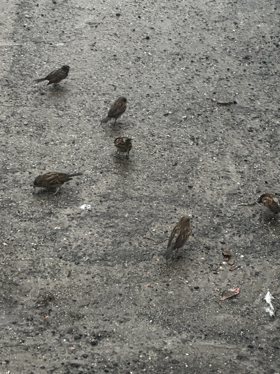 new world sparrow sp. - ML630796480