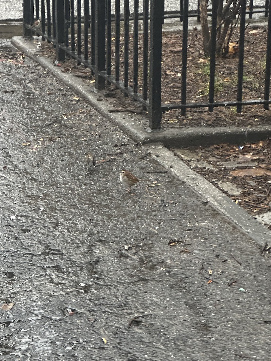 new world sparrow sp. - ML630796481