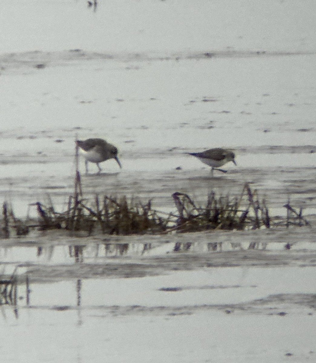 jespák malý - ML630796613