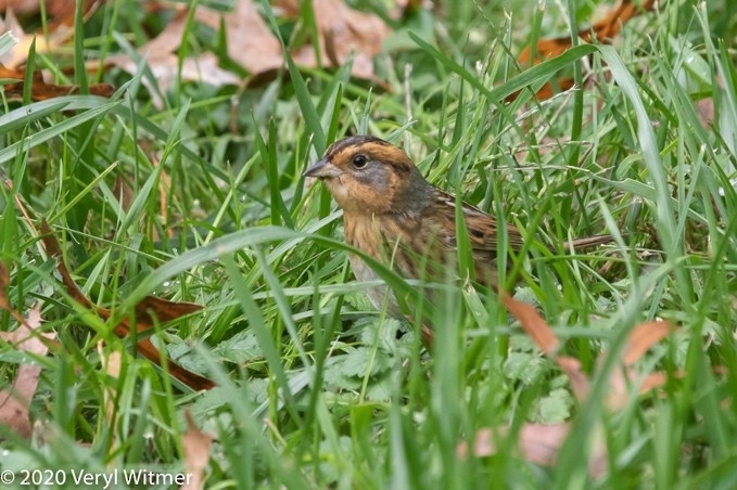 Nelson's Sparrow - ML630797004