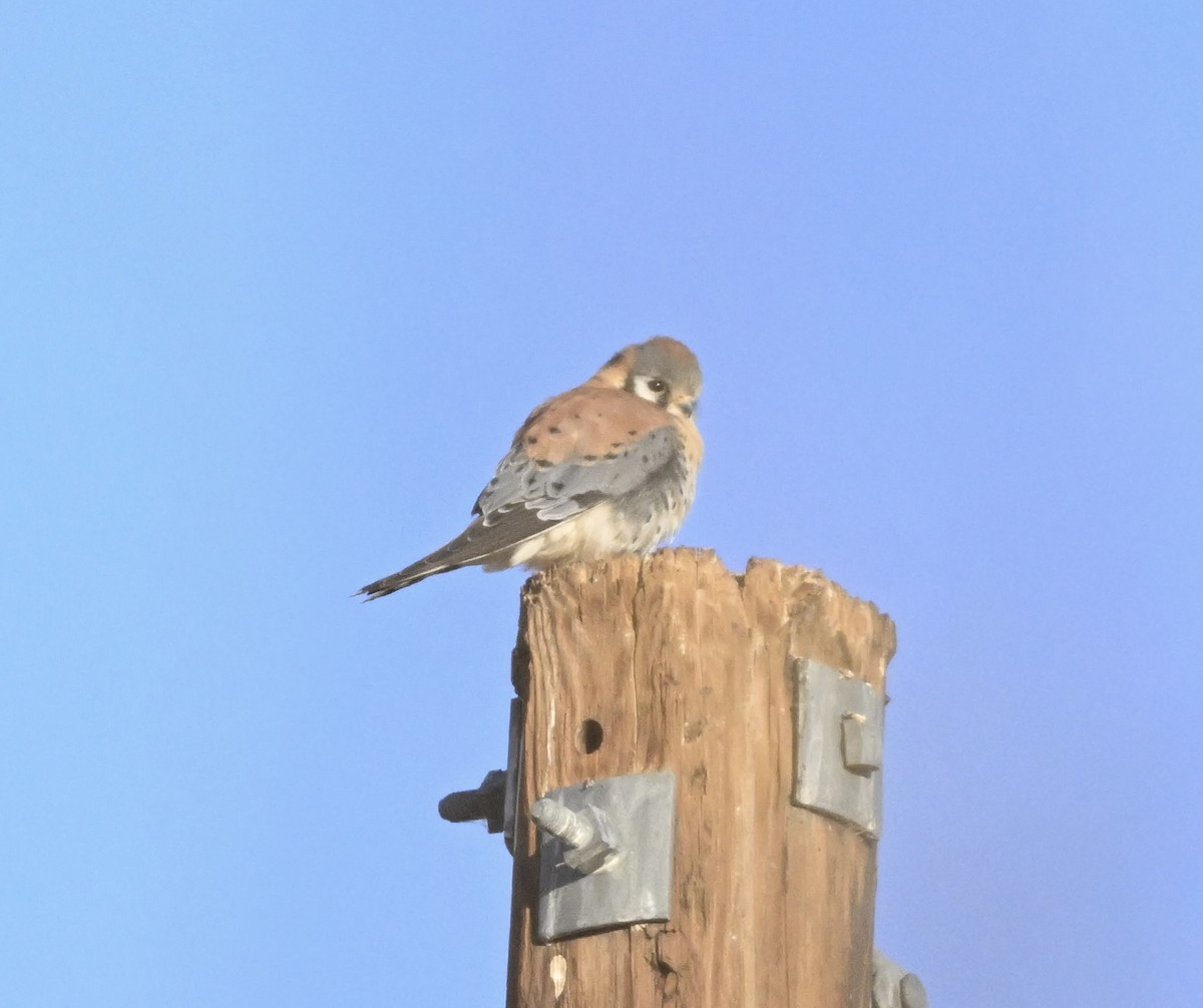 American Kestrel - ML630797142