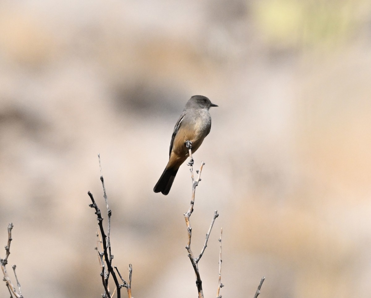 Say's Phoebe - ML630797163