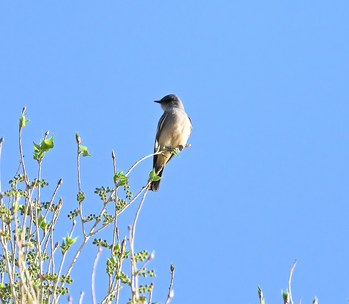 Say's Phoebe - ML630797166