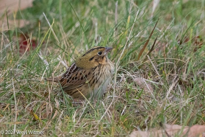 Henslow's Sparrow - ML630797369