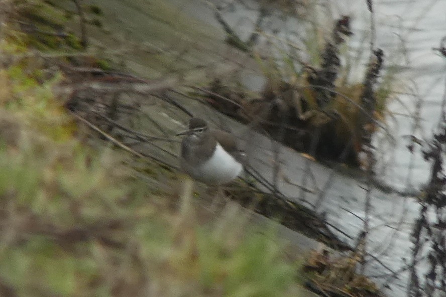 Common Sandpiper - ML630797374