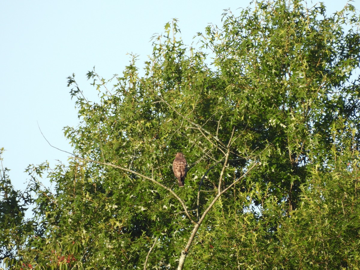 Broad-winged Hawk - ML630797438