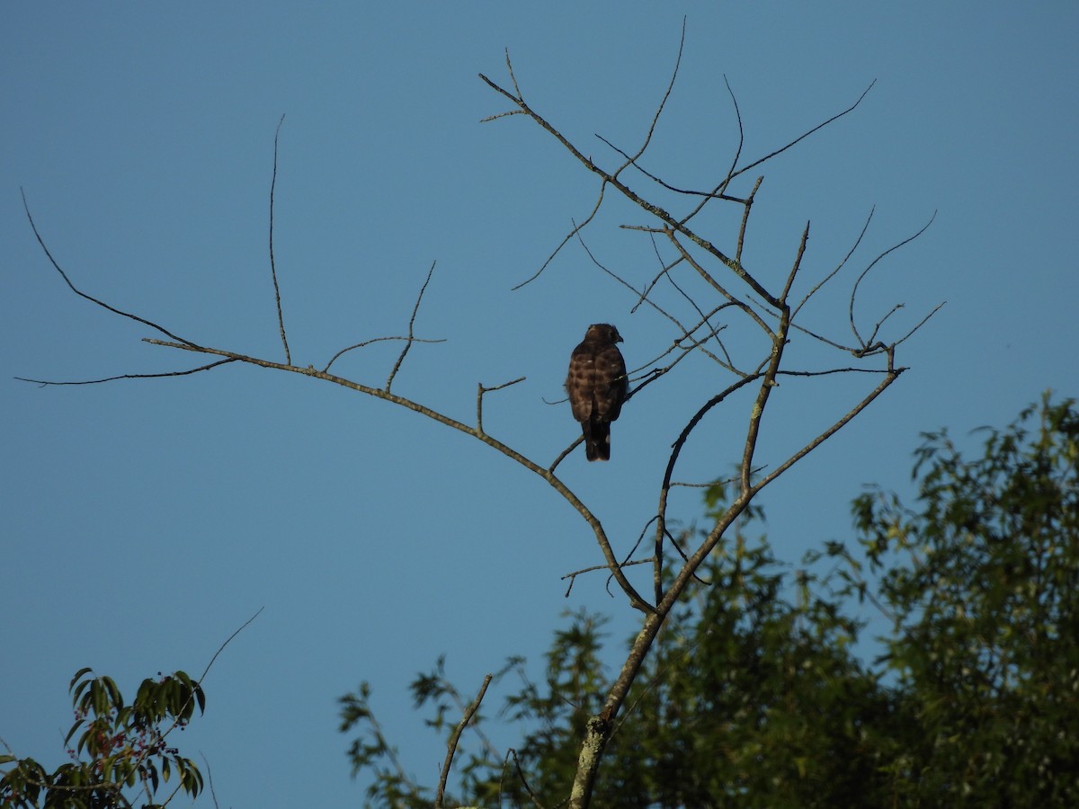 Broad-winged Hawk - ML630797439