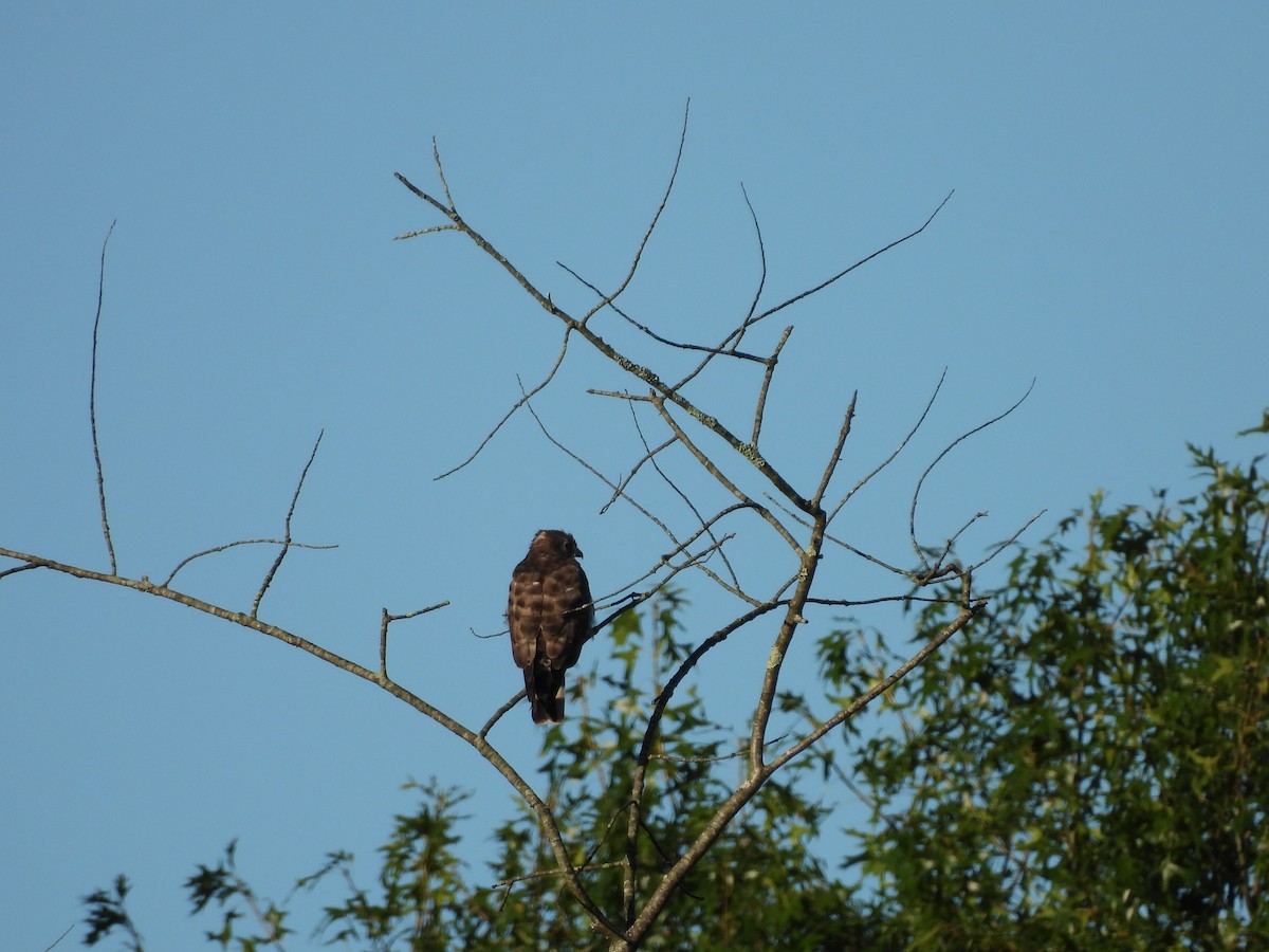 Broad-winged Hawk - ML630797442