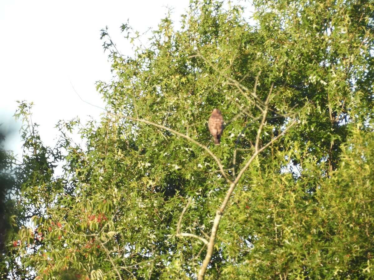 Broad-winged Hawk - ML630797444