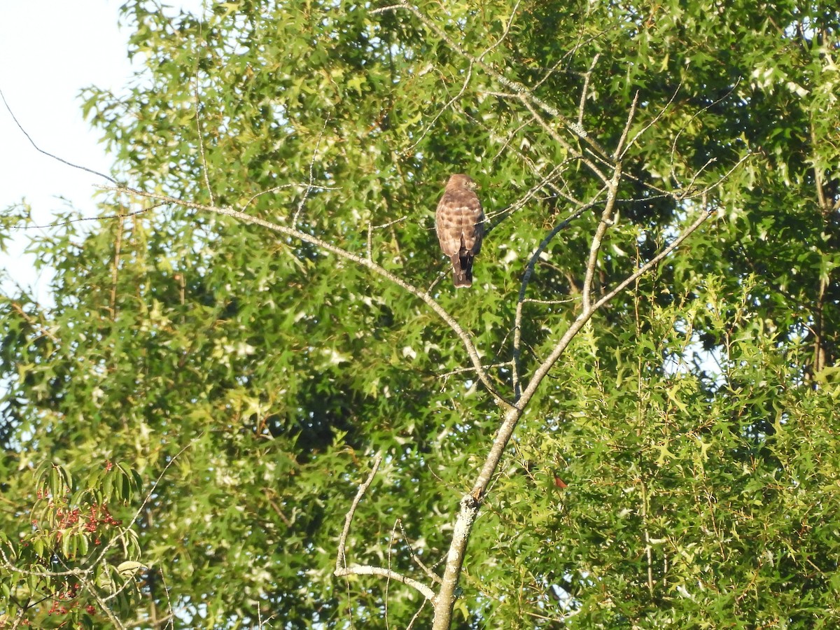 Broad-winged Hawk - ML630797445