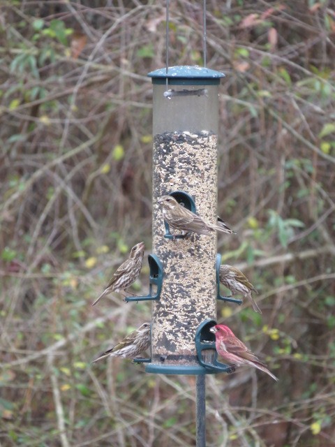 hýl nachový - ML630797484