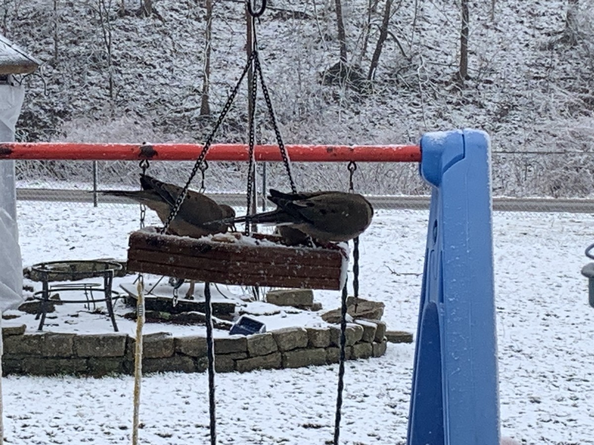 Mourning Dove - ML630797654