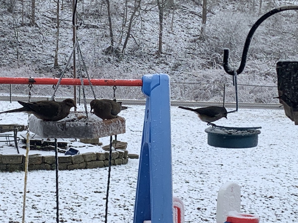 Mourning Dove - ML630797655