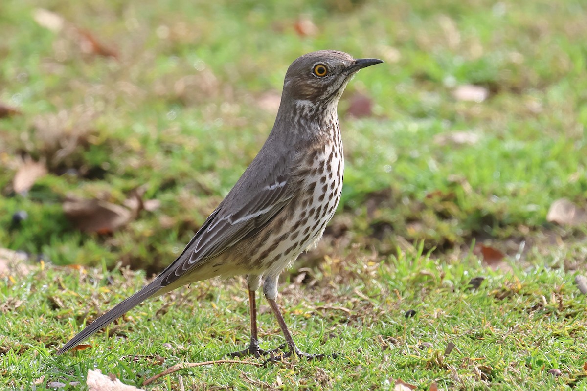 Sage Thrasher - ML630797661