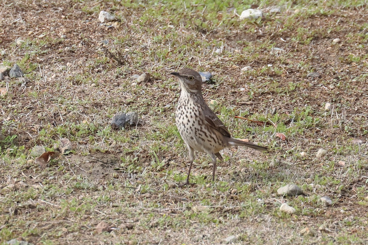 Sage Thrasher - ML630797719