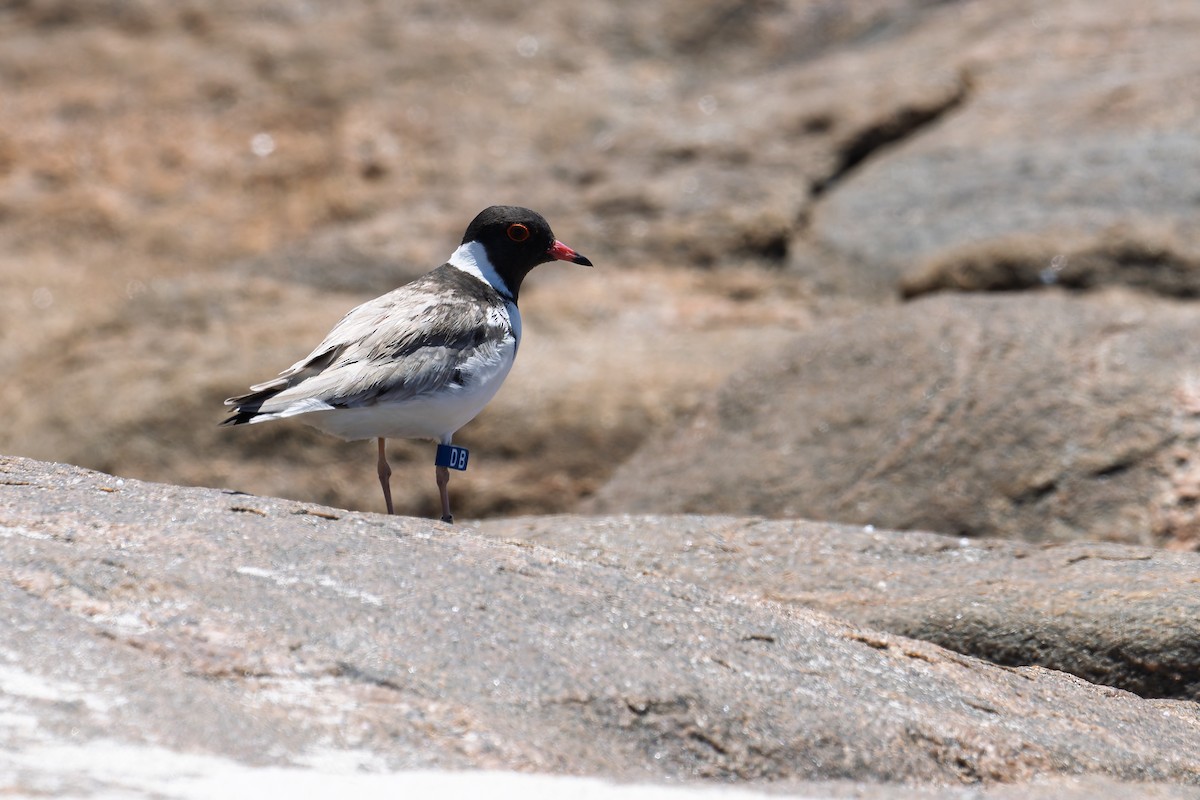 Hooded Plover - ML630797800