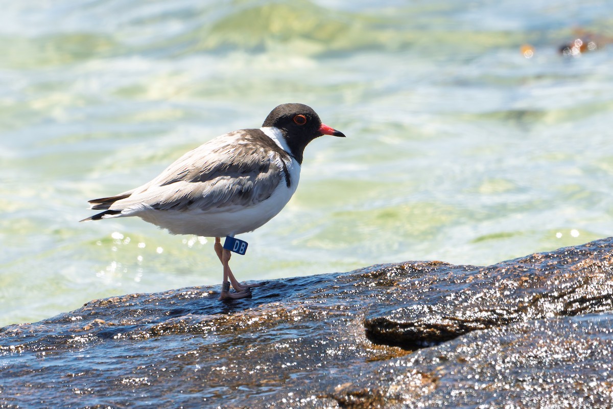 Hooded Plover - ML630797879