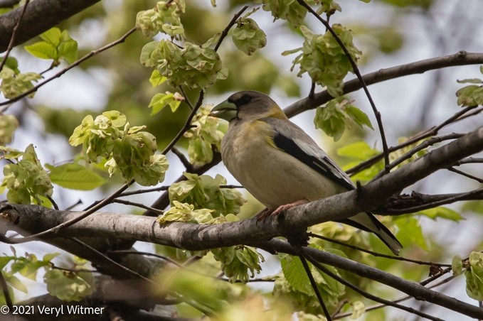 Evening Grosbeak - ML630797943