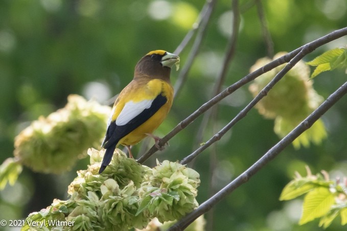 Evening Grosbeak - ML630797944