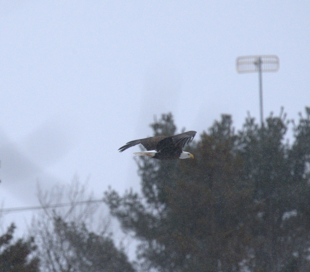 Bald Eagle - ML630798018