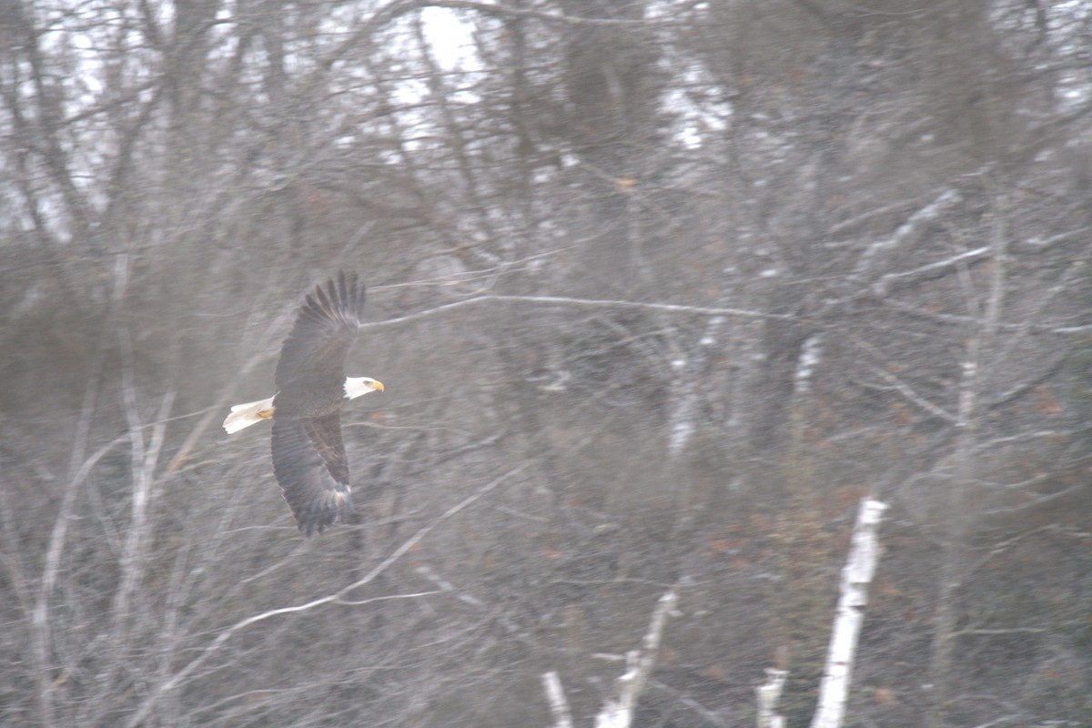 Bald Eagle - ML630798019