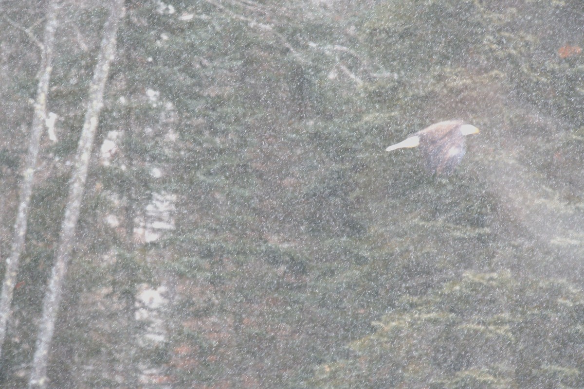 Bald Eagle - ML630798020