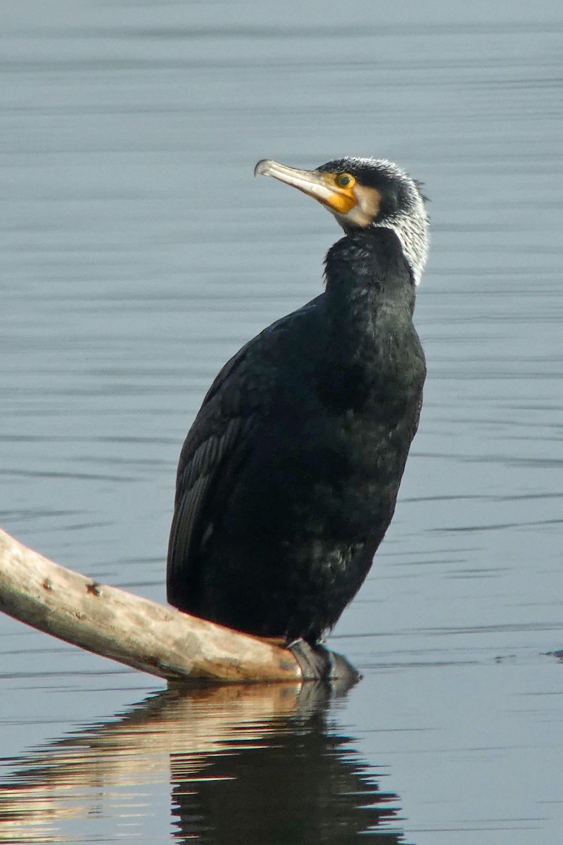 Great Cormorant - ML630798372