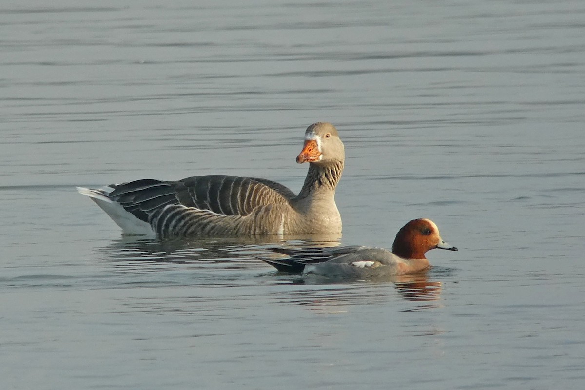 Eurasian Wigeon - ML630798411