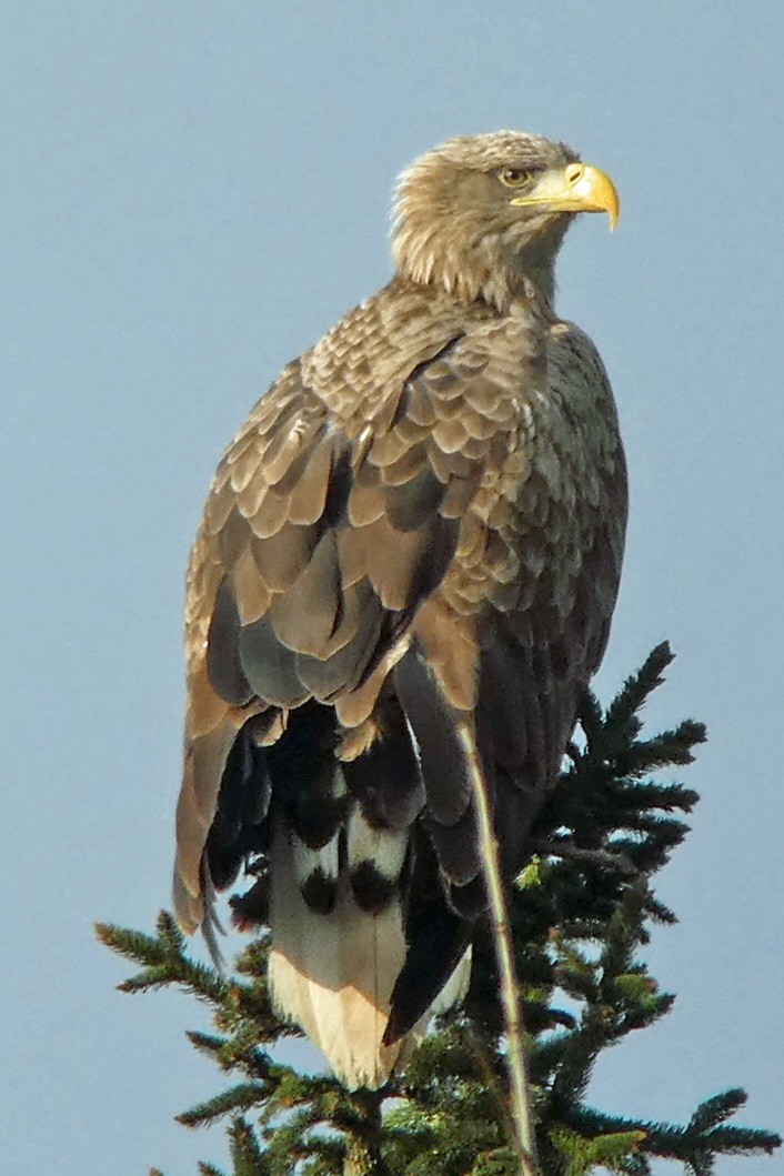 White-tailed Eagle - ML630798494