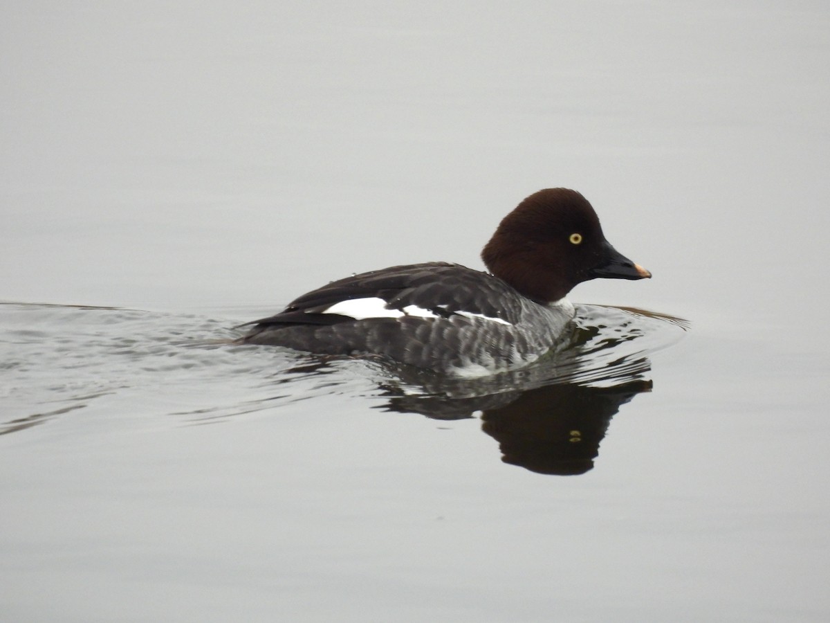Common Goldeneye - ML630798504