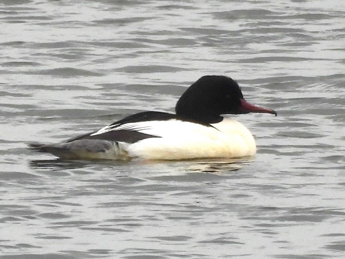 Common Merganser - ML630798540