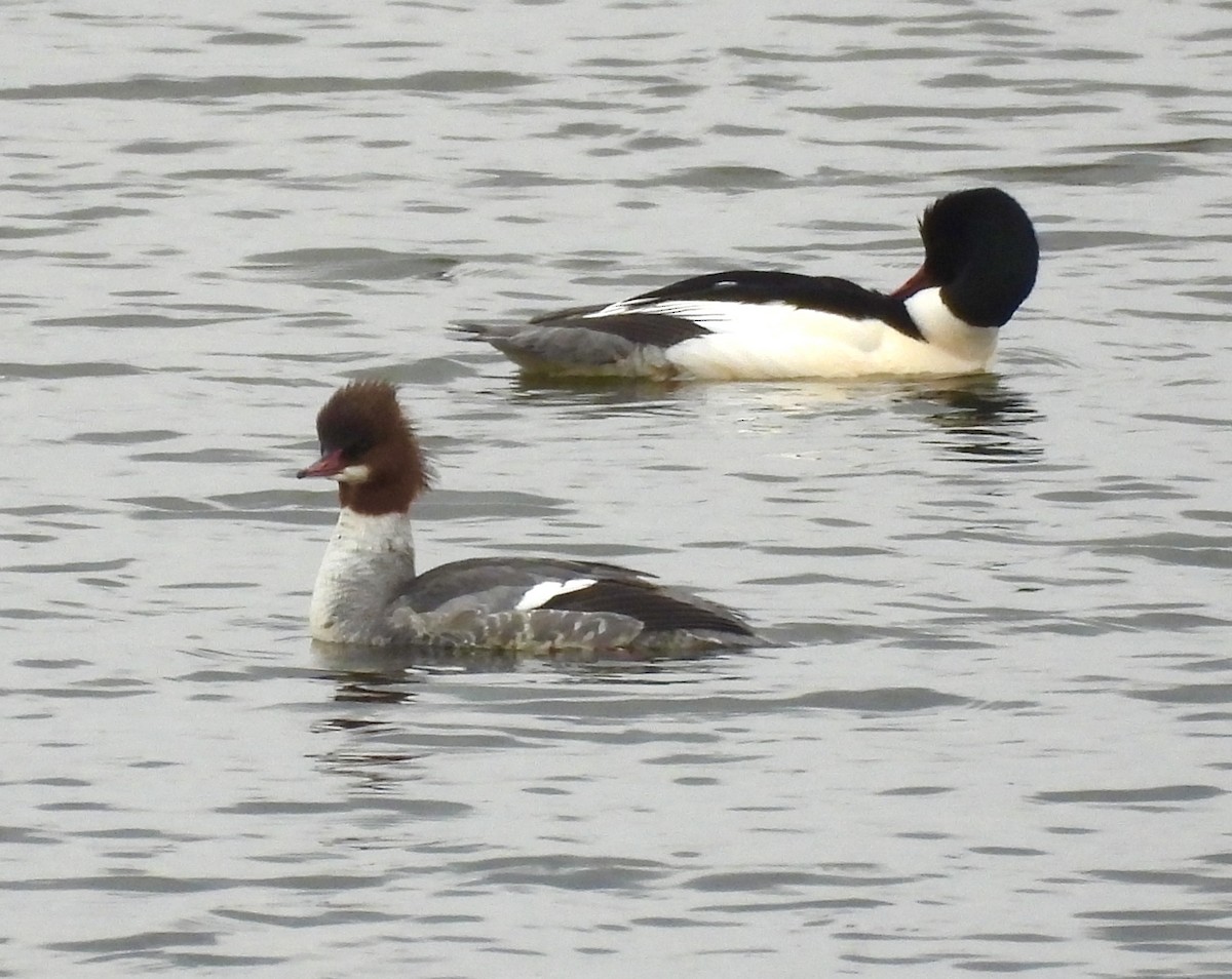Common Merganser - ML630798541