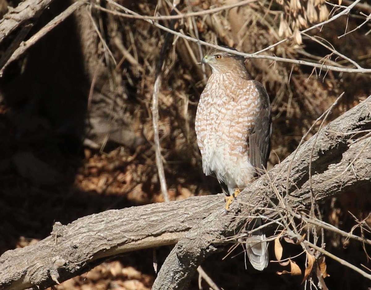 Cooper's Hawk - ML630798653