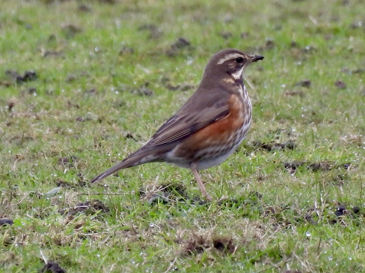 Redwing - ML630798682